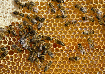 Closeup view of the working bees on honeycomb. Honeycomb with bees background.