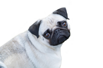 Mops freigestellt vor wei&szlig;em Hintergrund