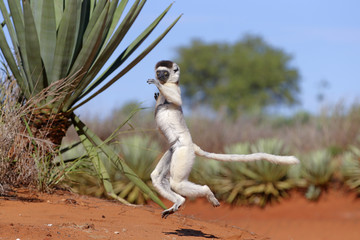Larvensifaka huepft ueber den Sand