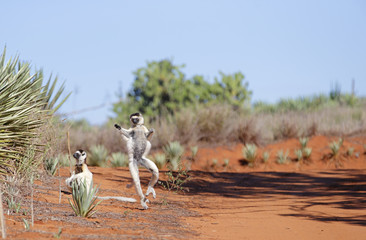 Larvensifaka huepft ueber den Sand