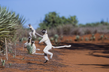 Larvensifakas huepften ueber den Sand