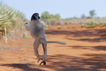 Larvensifaka huepft ueber den Sand