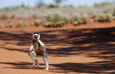 Larvensifaka huepft ueber den Sand