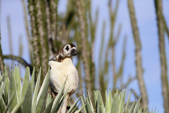 Larvensifaka huepft ueber den Sand