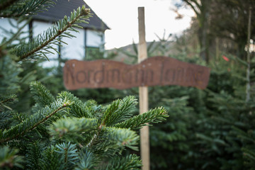 Weihnachtsbaum Markt zum Kauf Verkauf / Nordmanntanne, Blaufichte, Rotfichte, Edeltanne