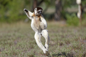 Larvensifaka huepft ueber das Grasland