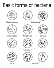 The basic forms of bacteria
