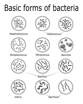 The basic forms of bacteria