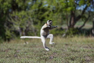 Larvensifaka huepft ueber das Grasland