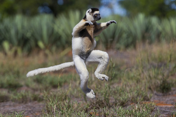 Larvensifaka huepft ueber das Grasland
