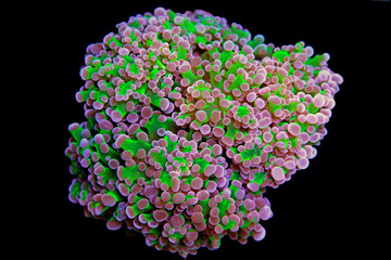 Obraz premium Frogspawn LPS koral