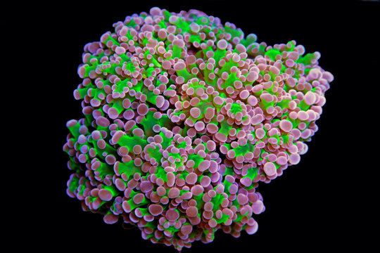 Frogspawn LPS coral