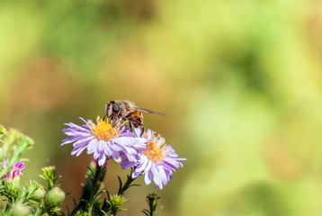 Bee moving from flower to flower pollinating as it goes