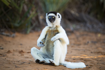 Sifaka sitzt auf dem Sand