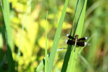 Black dragonfly.