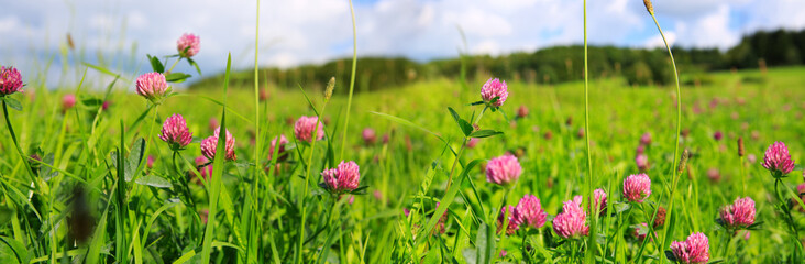 Clover flowers background.