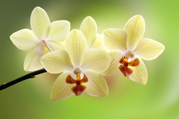 Orchidee weiß/gelb