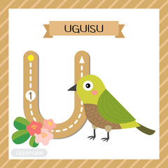 Letter U uppercase cute children colorful zoo and animals ABC alphabet tracing flashcard of Uguisu bird for kids learning English vocabulary and handwriting vector illustration.