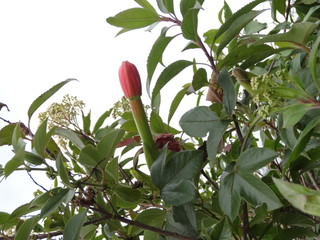 Passionsblume – Passiflora