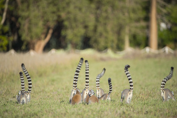Kattas auf Nahrungssuche