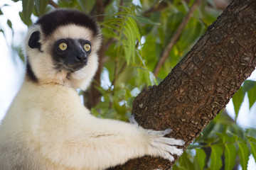 Sifaka haelt Ausschau nach seinen Artgenossen