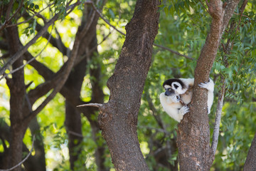 Fototapeta premium Sifaka haelt Ausschau nach seinen Artgenossen