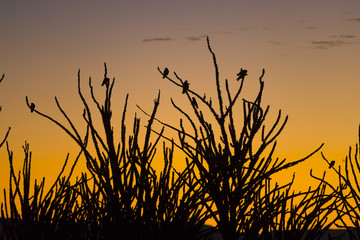 Kakteenbaeume bei Sonnenaufgang