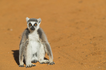 Katta waermt sich auf dem Sand
