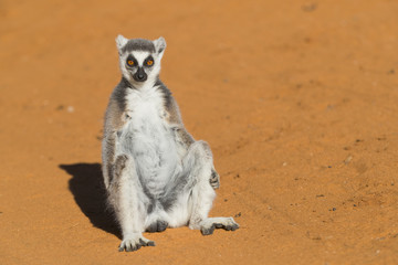 Katta waermt sich auf dem Sand