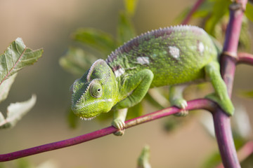 Chamaeleon auf Nahrungssuche