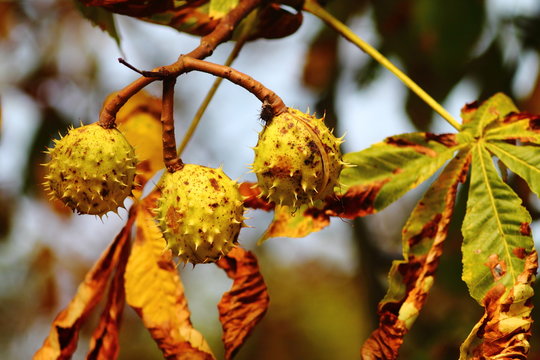 Ripe conkers growing on a horse chestnut tree. Seed on the tree in fall time. Warm colors.