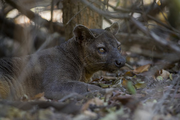 Fossa beobachtet die Beute