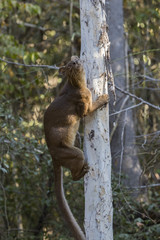 Fossa erklimmt einen Baum