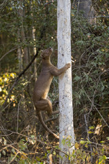 Fossa erklimmt einen Baum