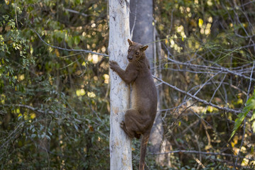 Fossa erklimmt einen Baum