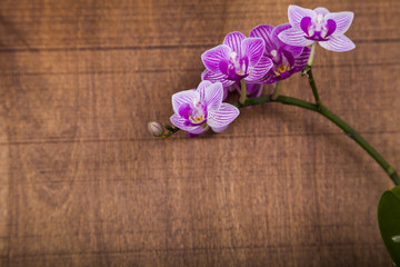 Orchid (Phalaenopsis) on a  wooden table