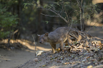 Fossa auf Nahrungssuche