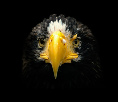 Poster, portrait eagle with black backround