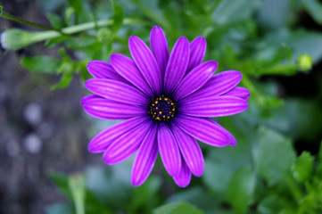 Obraz premium Kapkörbchen pink