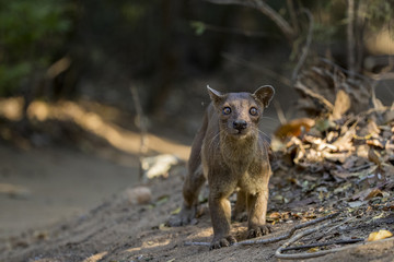 Fossa auf Nahrungssuche