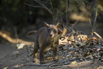 Naklejka premium Fossa auf Nahrungssuche