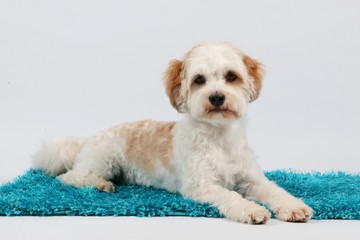 Kleiner Havaneser im Studio auf einem Teppich