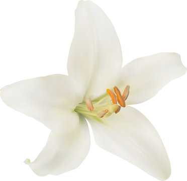 isolated pure white lily bloom