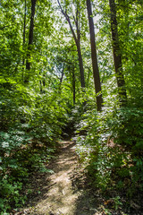Fototapeta na wymiar Path through the forest