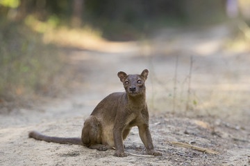 Fossa sitzt am Boden