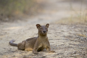 Fossa liegt auf dem Boden