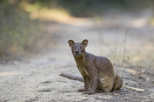 Fossa sitzt am Boden