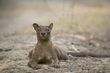 Fossa liegt auf dem Boden