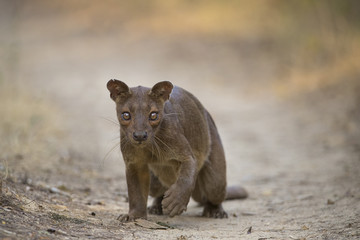 Fossa auf Beutefang