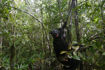 Indri ruft nach Artgenossen